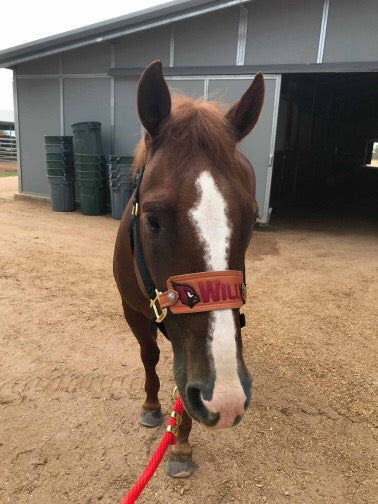 Custom Leather Noseband for Traditional Halter
